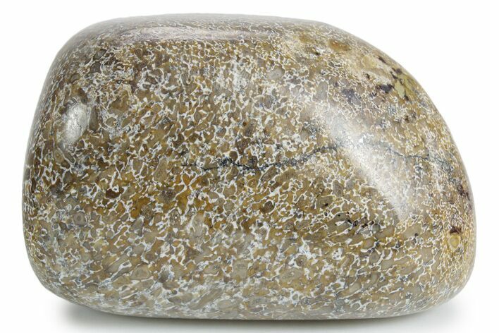 Polished Dinosaur Bone (Gembone) - Morocco #349584